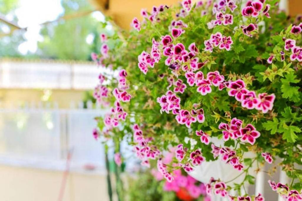 Dolci Sogni Romani Senza Scale O Barriere ภายนอก รูปภาพ